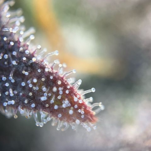 Pink Runtz growlog timeline photo