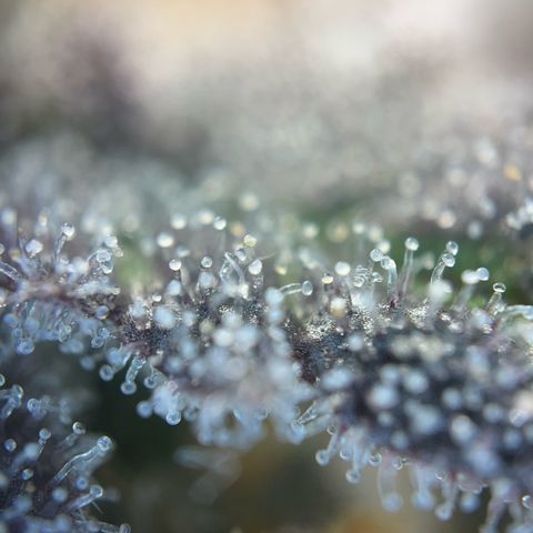 Pink Runtz growlog timeline photo