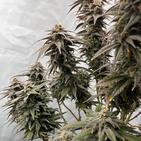 Pink Runtz growlog timeline photo
