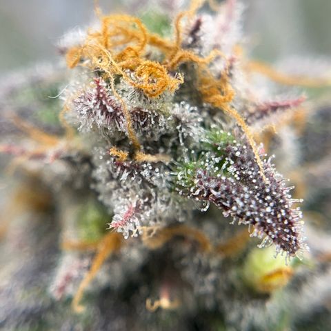 Pink Runtz growlog timeline photo