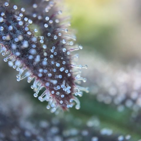 Pink Runtz growlog timeline photo