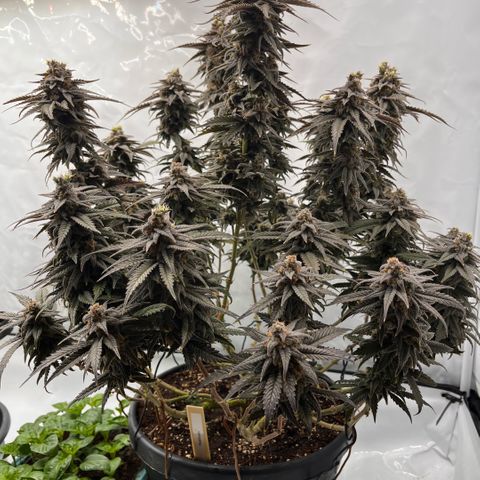 Pink Runtz growlog timeline photo
