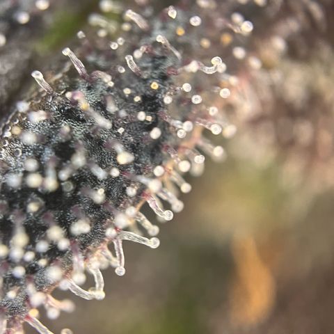 Pink Runtz growlog timeline photo