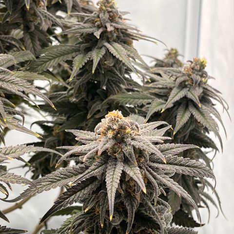 Pink Runtz growlog timeline photo
