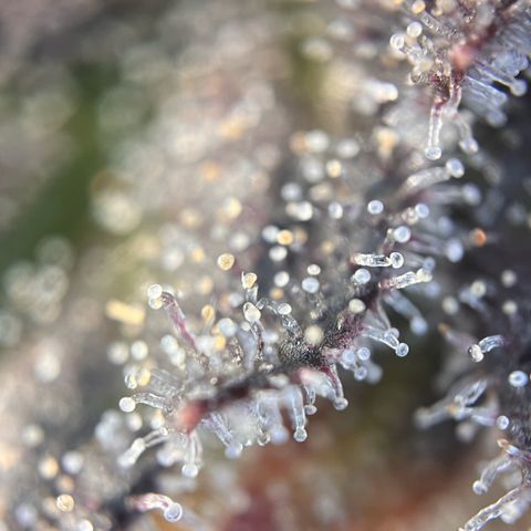 Pink Runtz growlog timeline photo
