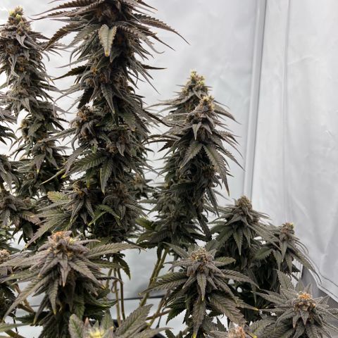 Pink Runtz growlog timeline photo