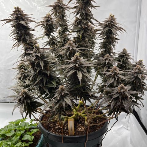 Pink Runtz growlog timeline photo