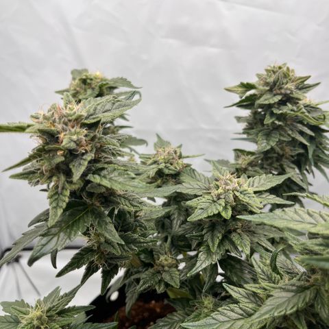 Pink Runtz growlog timeline photo