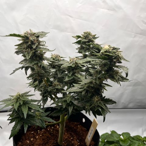 Pink Runtz growlog timeline photo