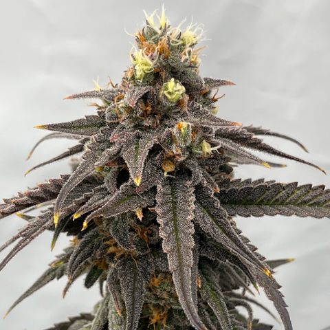 Pink Runtz growlog timeline photo