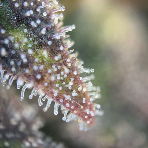 Pink Runtz growlog timeline photo