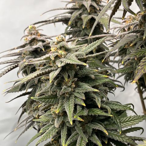 Pink Runtz growlog timeline photo