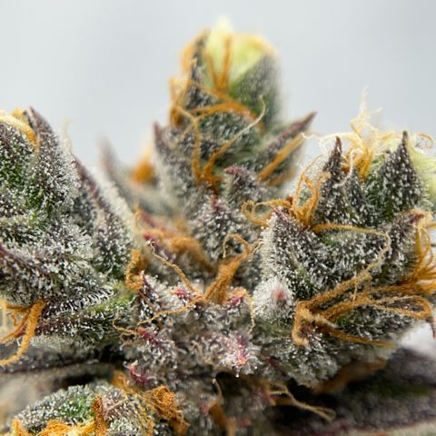 Pink Runtz growlog timeline photo