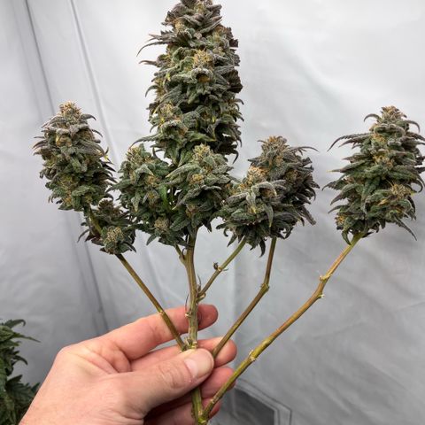 Pink Runtz growlog timeline photo