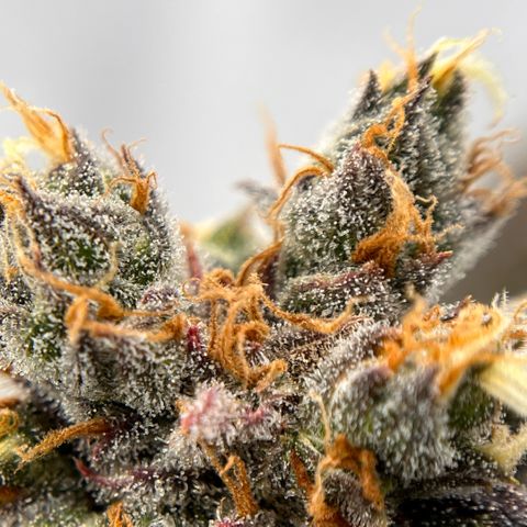 Pink Runtz growlog timeline photo