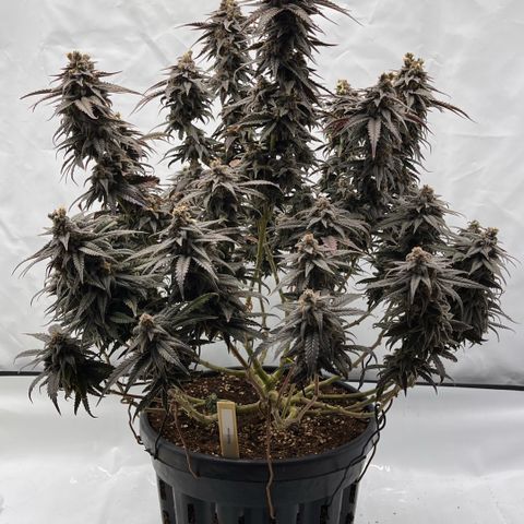 Pink Runtz growlog timeline photo