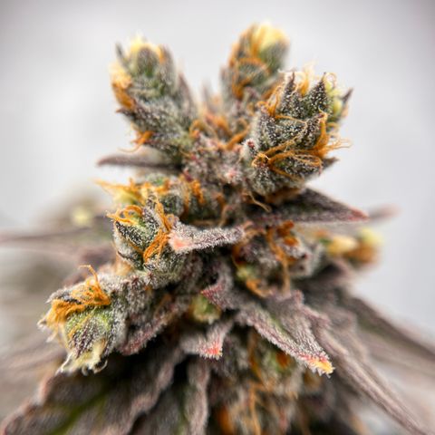 Pink Runtz growlog timeline photo