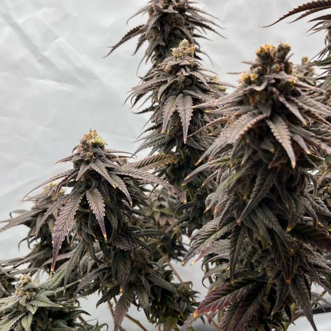 Pink Runtz growlog timeline photo