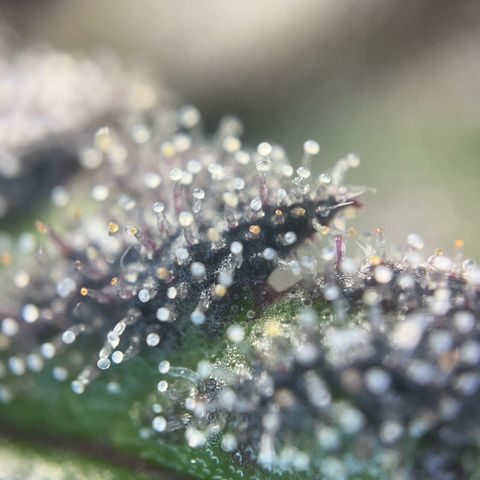 Pink Runtz growlog timeline photo