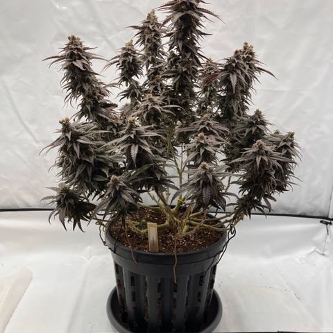 Pink Runtz growlog timeline photo
