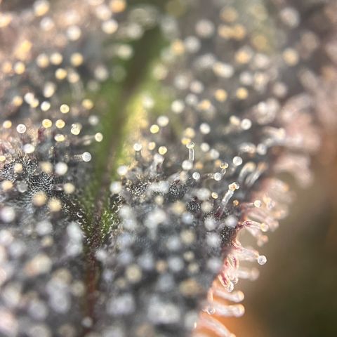 Pink Runtz growlog timeline photo