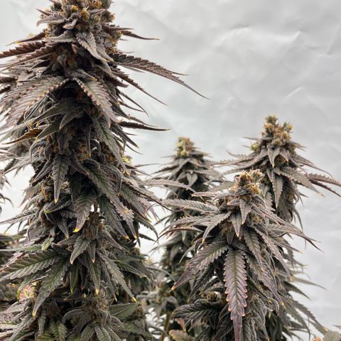 Pink Runtz growlog timeline photo