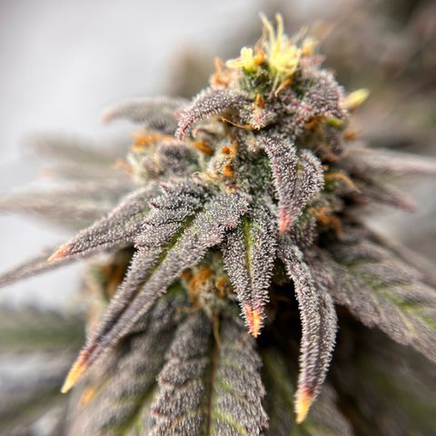 Pink Runtz growlog timeline photo