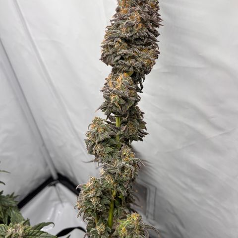 Pink Runtz growlog timeline photo