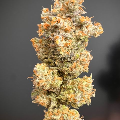Pink Runtz growlog timeline photo