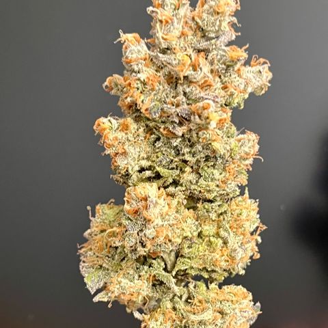 Pink Runtz growlog timeline photo