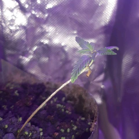 Becks #1 growlog photo: 32 dias