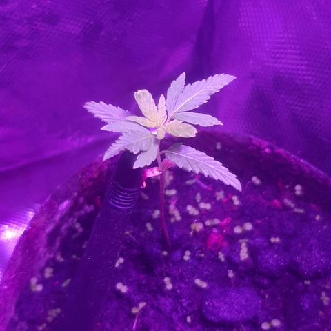 Becks #1 growlog timeline photo