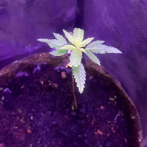 Becks #1 growlog timeline photo