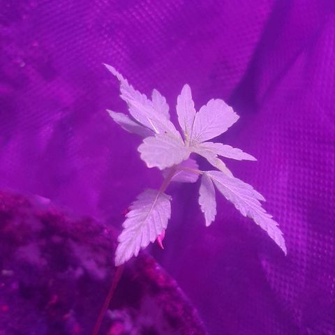 Becks #1 growlog timeline photo