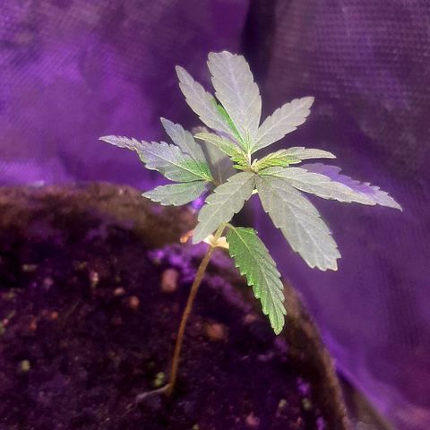 Becks #1 growlog timeline photo