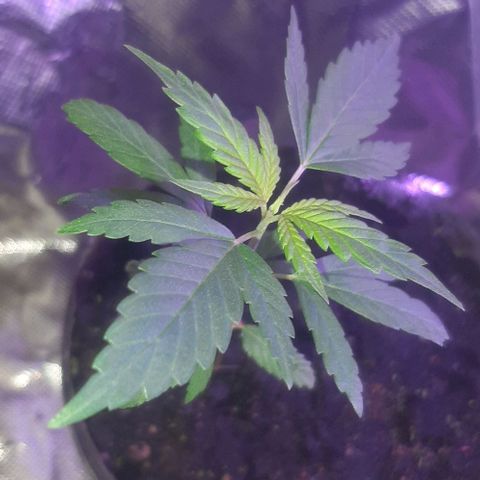 Becks #1 growlog timeline photo