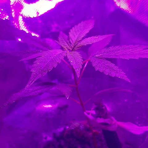 Becks #1 growlog timeline photo