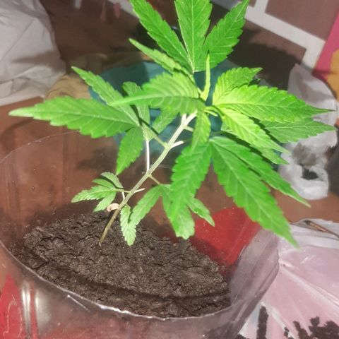 Becks #1 growlog timeline photo