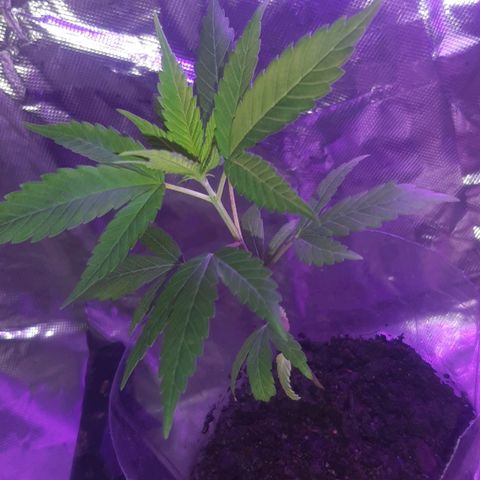 Becks #1 growlog timeline photo