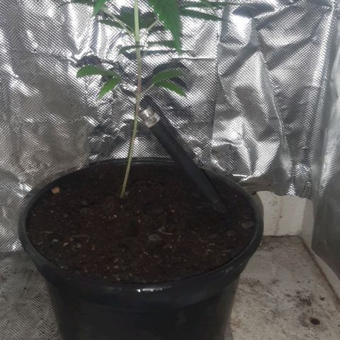 Becks #1 growlog photo: Troca de vaso