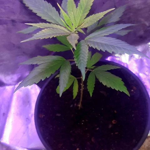 Becks #1 growlog timeline photo