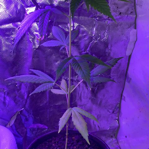 Becks #1 growlog timeline photo