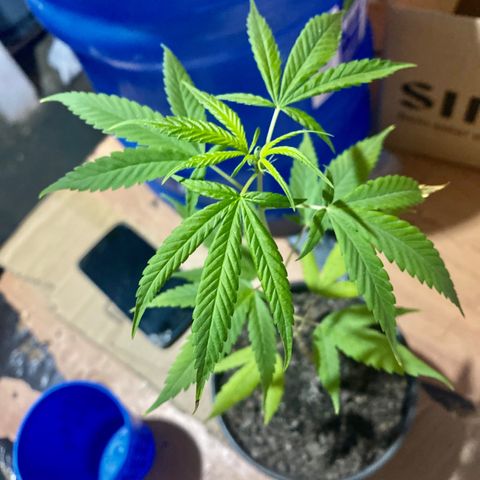 Becks #1 growlog timeline photo