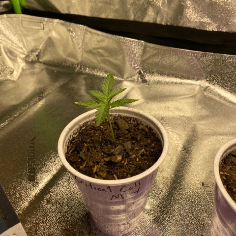 Critical Kali Mist growlog photo: Nice leaf structure 