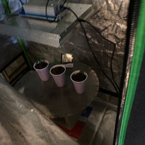 Critical Kali Mist growlog timeline photo