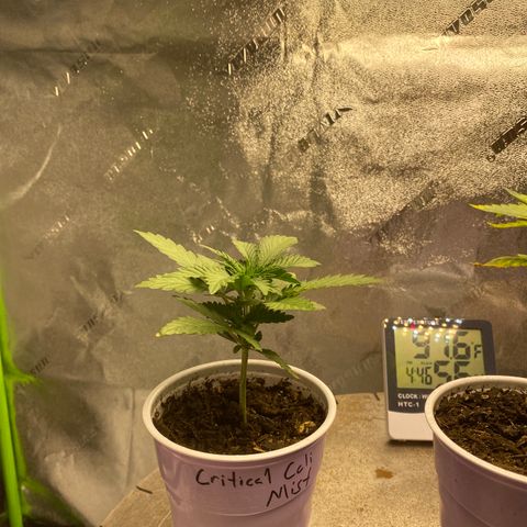 Critical Kali Mist growlog timeline photo