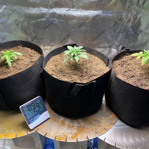 Critical Kali Mist growlog photo: New pots