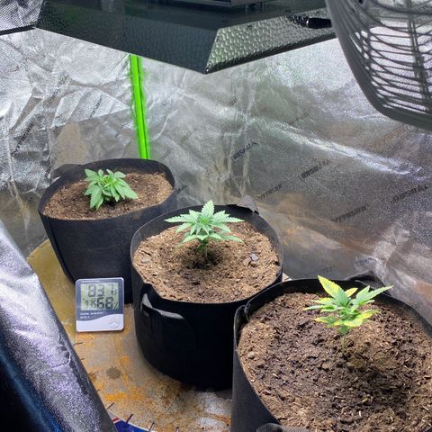 Critical Kali Mist growlog timeline photo