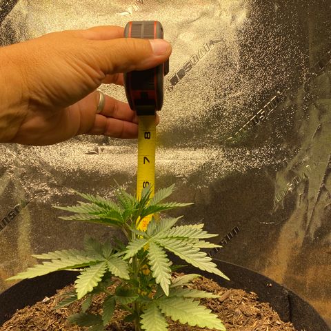 Critical Kali Mist growlog timeline photo