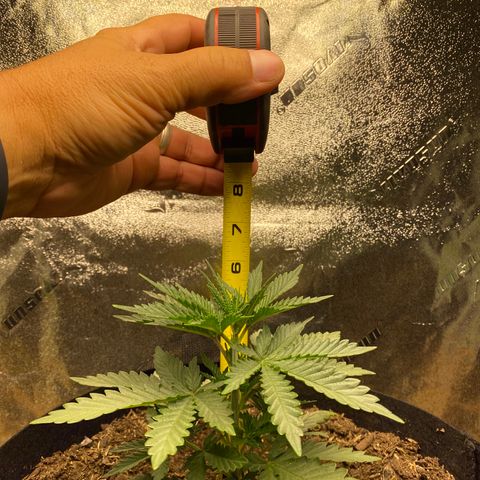 Critical Kali Mist growlog timeline photo